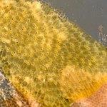 ARMS-Bryozoa encrusting