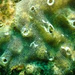 Diplosoma listerianum