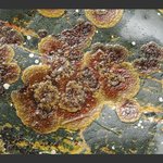 Macroalgae: Encrusting: brown