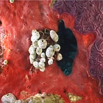 Massive or encrusting sponges