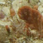 Bryozoa: hard: massive