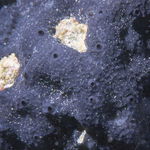 Gray Encrusting sponge