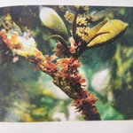 Abroteia suborbicularis