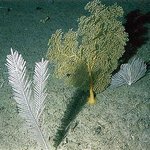 Sea fans/plumes Bleached