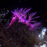 Molluscs: Gastropods