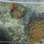 Corals:Stony Coral:Acropora:Submassive