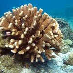 Bleached Partial Isopora Encrusting