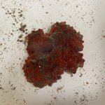 Polyandrocarpa anguinea