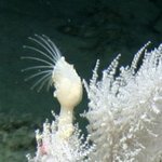 Crustacea: Barnacles