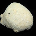 Dead Porites astreoides