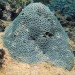 Anomastraea irregularis