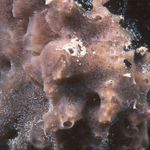 Red-Brown branching sponge