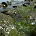 Green encrusting alga