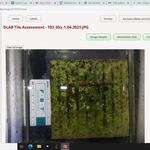 extreme_green_algal_stain