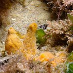 Hymeniacidon perlevis