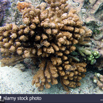 Acropora retusa