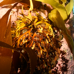 Disc Macrocystis pyrifera