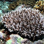 Acropora granulosa