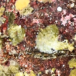 Membranipora  isabellana