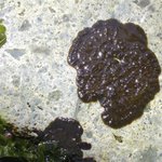 Algae, crustose non-calcareous