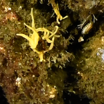 Leucaltis nuda