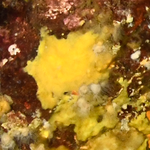 Hymenancora sp