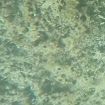 Coral Rubble - Cyanobacteria