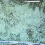 Coral:Dead coral coral