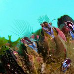 Austromegabalanus psittacus