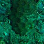 Unidentified Hard Coral