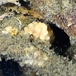 Mycale doellojuradoi