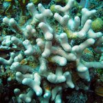 Porites divaricata