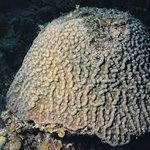 Bleached Mycetophyllia