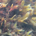 Rhodymenia pseudopalmata