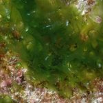 Macroalgae: Sheet-like / membraneous