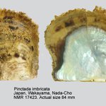Pinctada imbricata