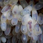 Octopus eggs