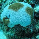 Bleached Siderastrea siderea