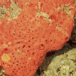 Orange Keyhole sponge
