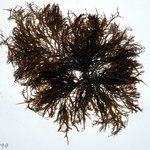 Grateloupia filicina