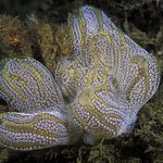 Botrylloides magnicoecus