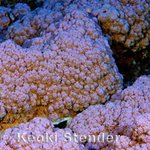 Montipora flabellata tissue loss