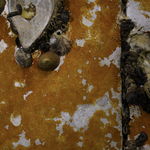 Orange Encrusting Algae