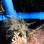 Sertularella polyzonias