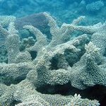 Acroporidae (hispidose)