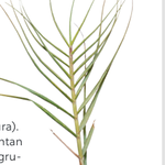 Sporobolus virginicus