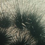 Long spines sea urchin