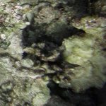 Montipora capitata, recently dead