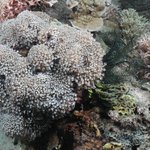 Alveopora verriliana