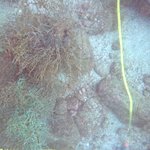 A. galapagensis (dead)